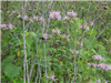 Pink Wild Flowers