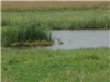 Wetland Area