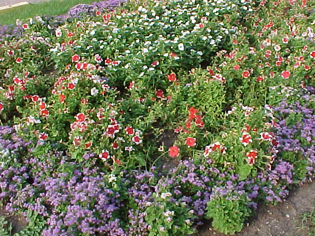 Flowers in the park
