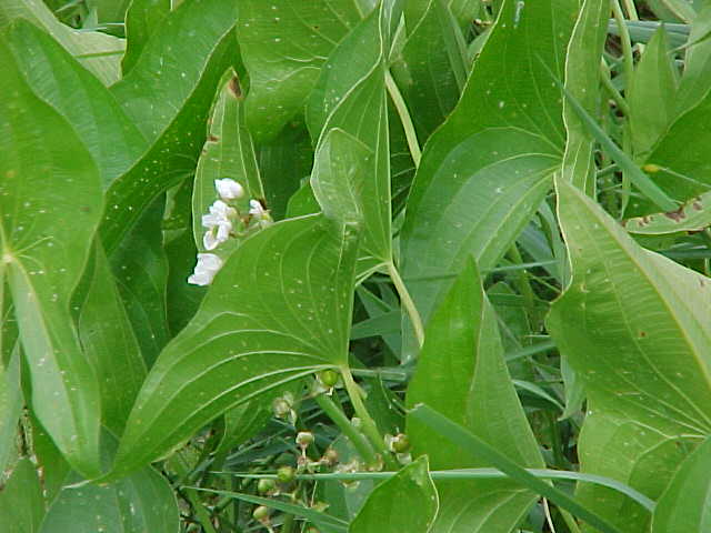 Flowering Aquatic Plant