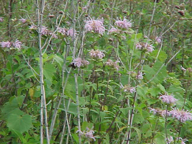 Pink Wild Flowers