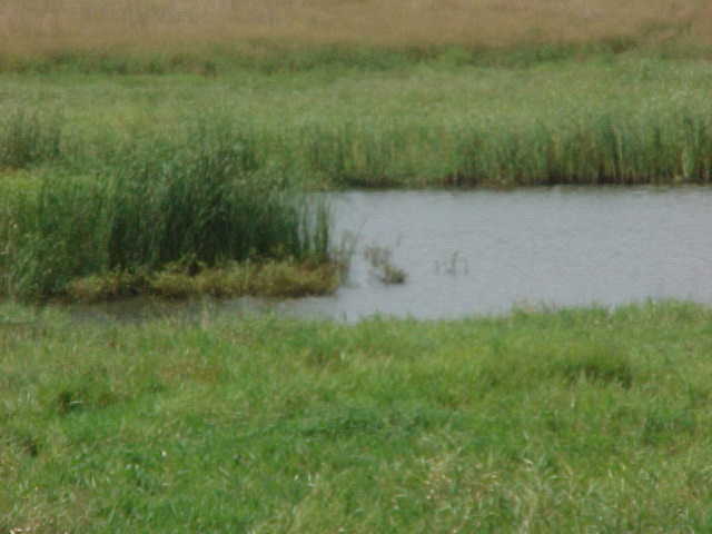 Wetland Area