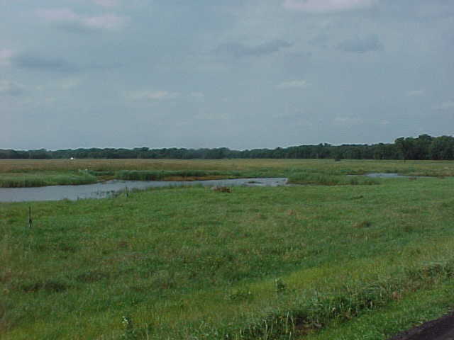 Wetland Area