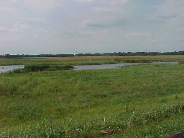 Wetland Area