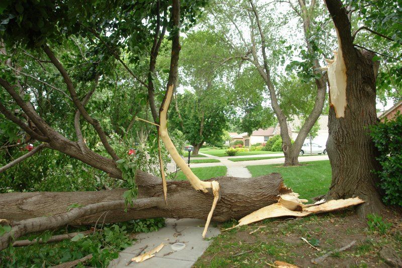 Tree Damage