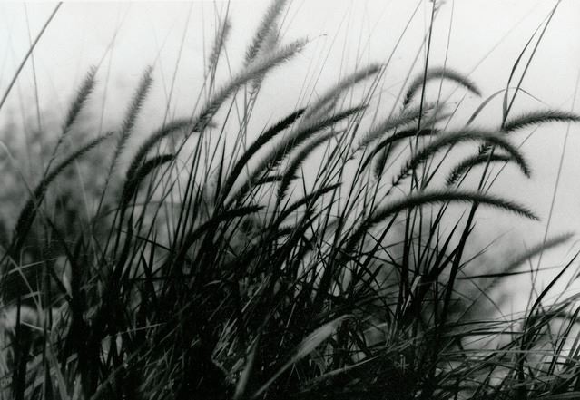 Weathered Photo by Norman Claibourne from FreeImages